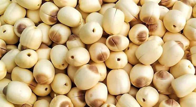 LOTUS SEEDS