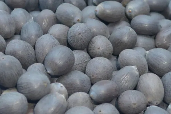 LOTUS SEEDS