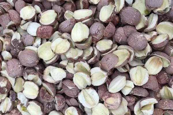 LOTUS SEEDS